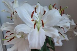 Sad News Lillies